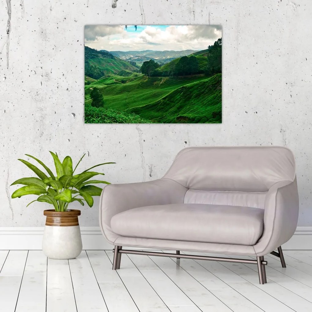 Obraz - Plantacje herbaty w Malezji (70x50 cm)
