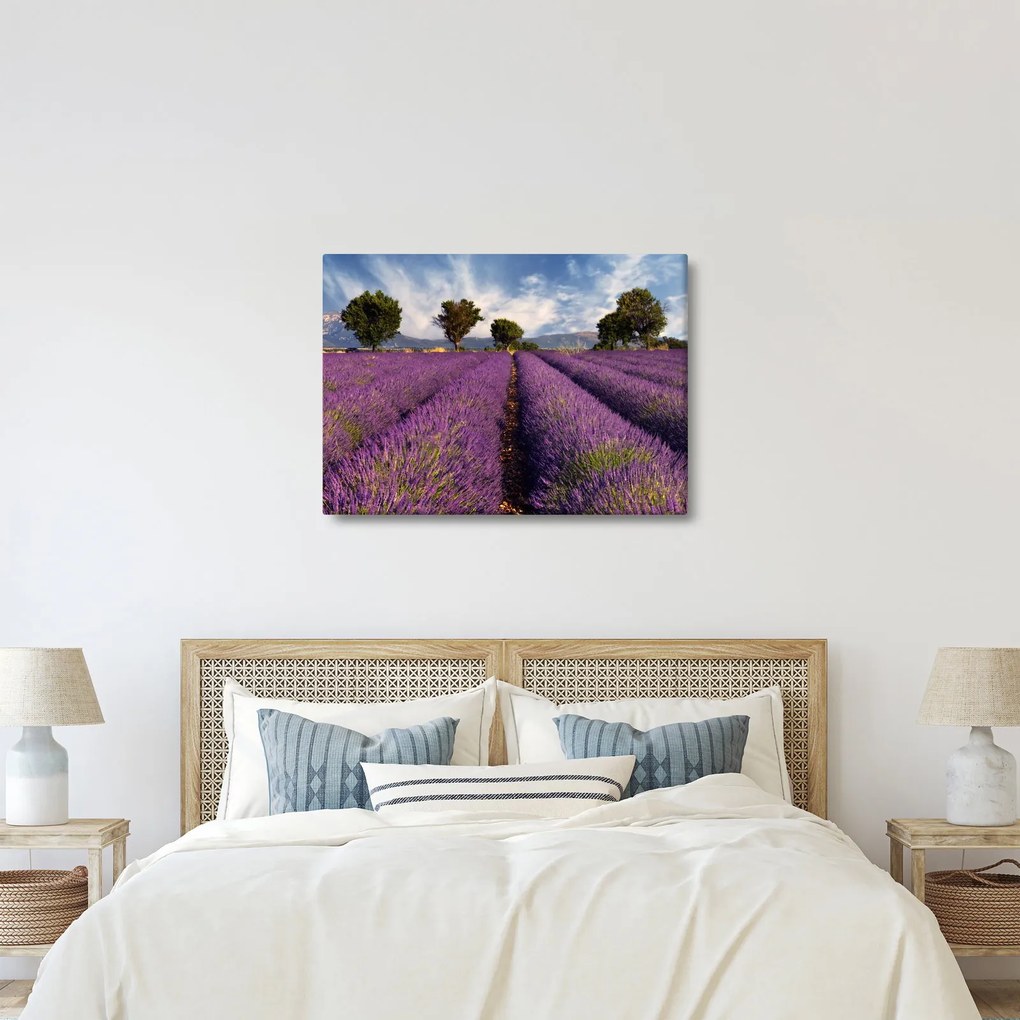 Obraz - Pole lawendy i góry (70x50 cm)