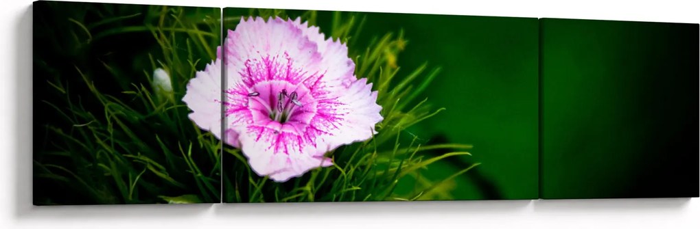 Obraz kwiatu róży (170x50 cm)