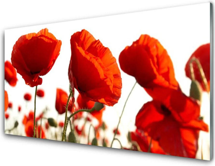 Panel Kuchenny Czerwone Maki O Poranku