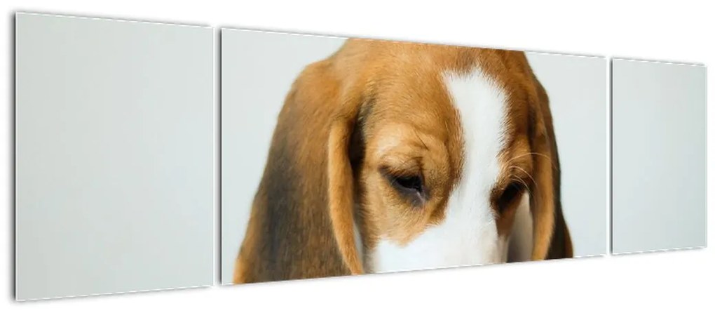 Obraz Beagle (170x50 cm)