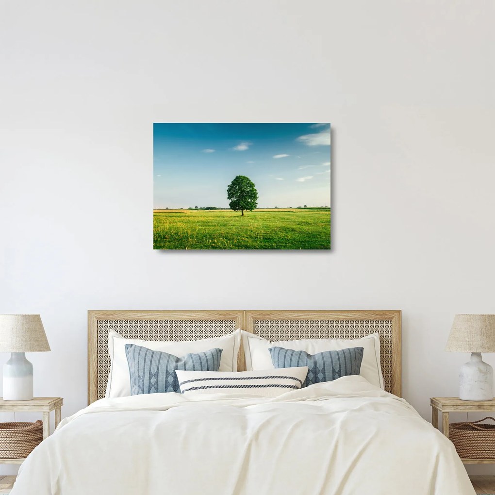 Obraz na szkle drzewa na środku łąki (70x50 cm)