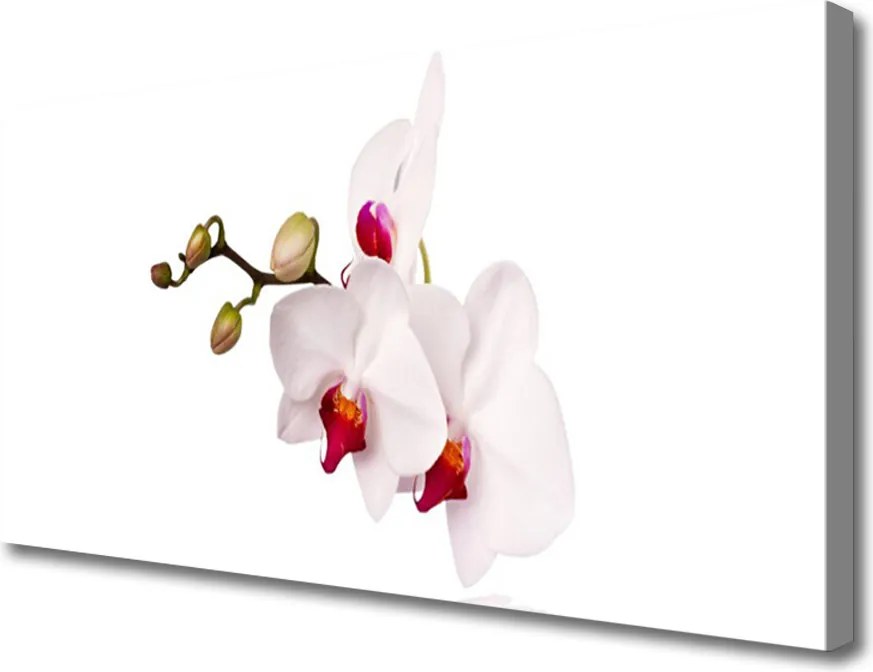 Obraz canvas Wieczorny Lot nad Łąką