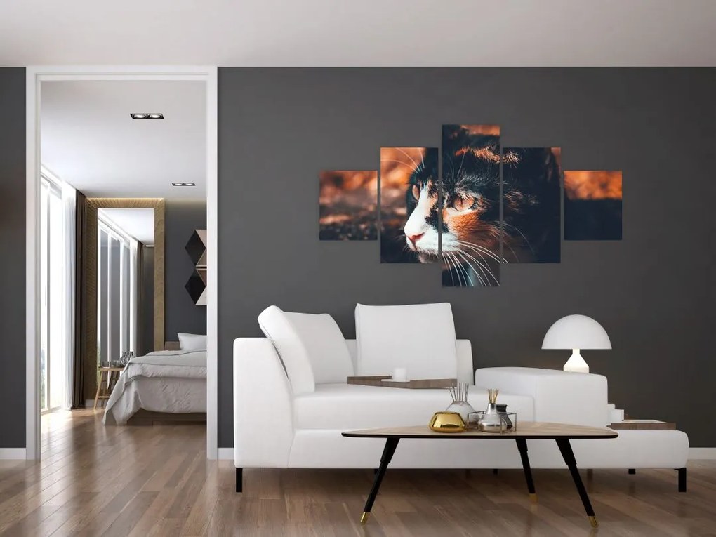 Obraz - Spojrzenie kota (125x70 cm)