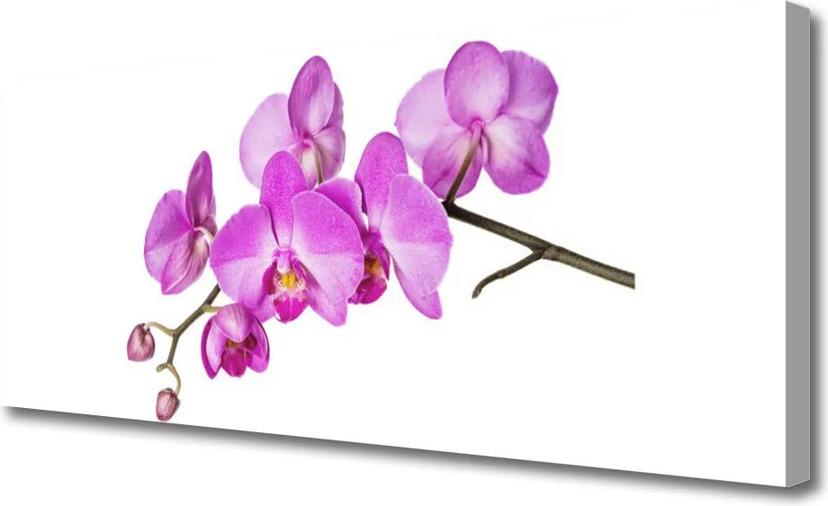 Obraz canvas na ścianę Kompozycja Różowych Storczyków