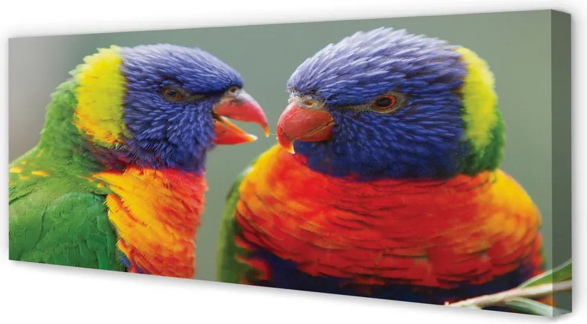 Fotoobraz na płótnie Feeria Barw: Papugi
