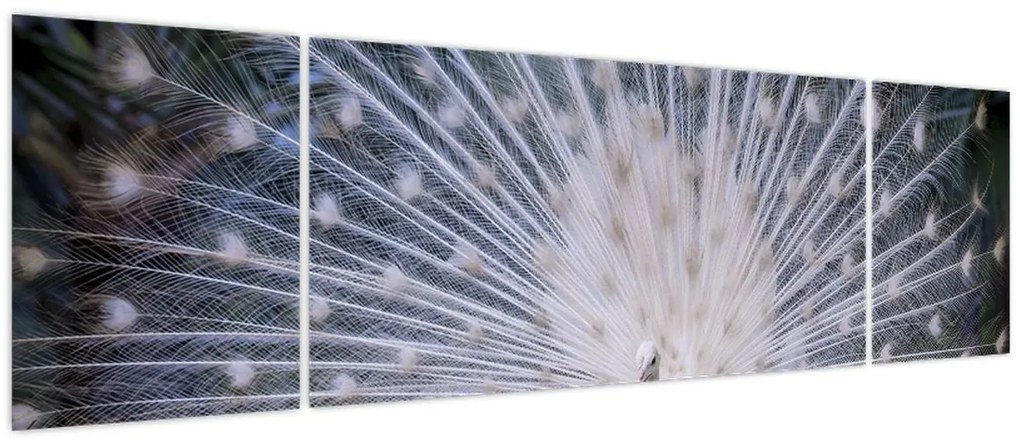 Obraz - Biały paw (170x50 cm)