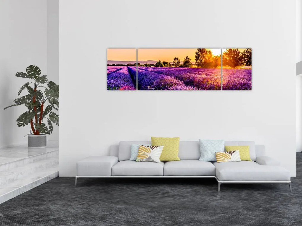 Obraz lawendowego pola (170x50 cm)