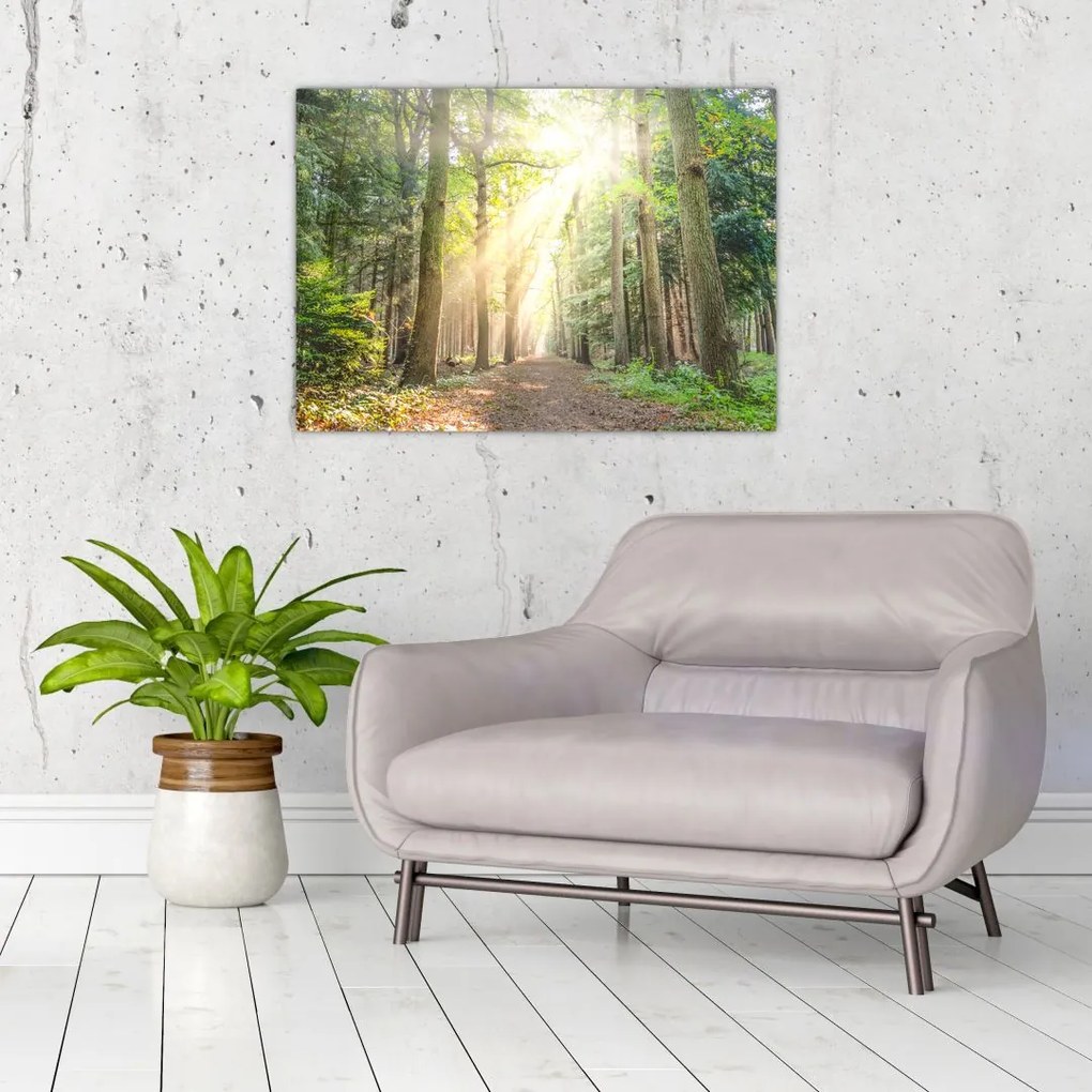 Obraz na szkle ścieżki w lesie (70x50 cm)