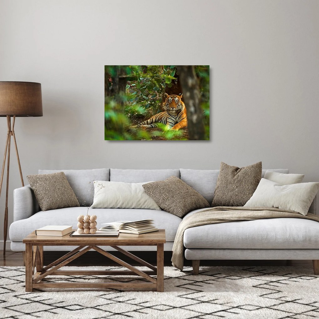 Obraz na szkle odpoczywającego tygrysa (70x50 cm)