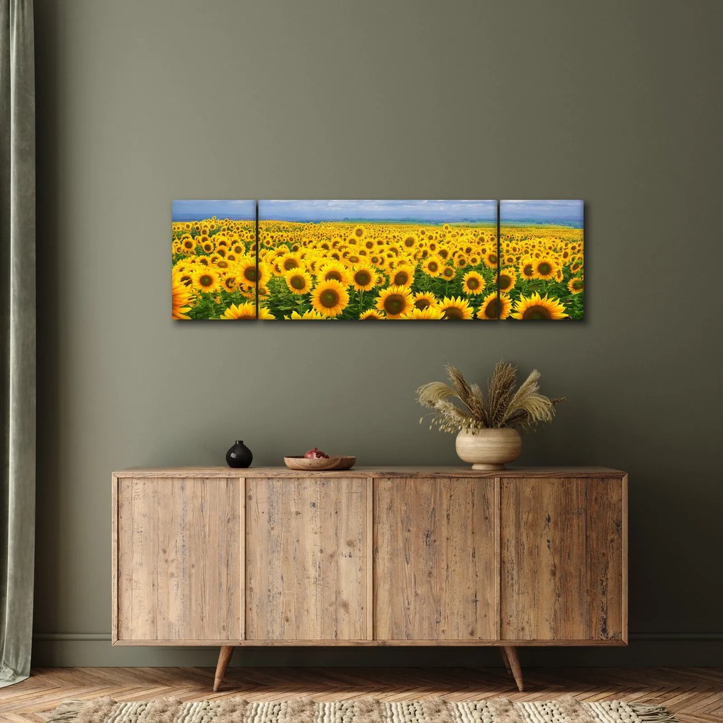Obraz pola słoneczników (170x50 cm)
