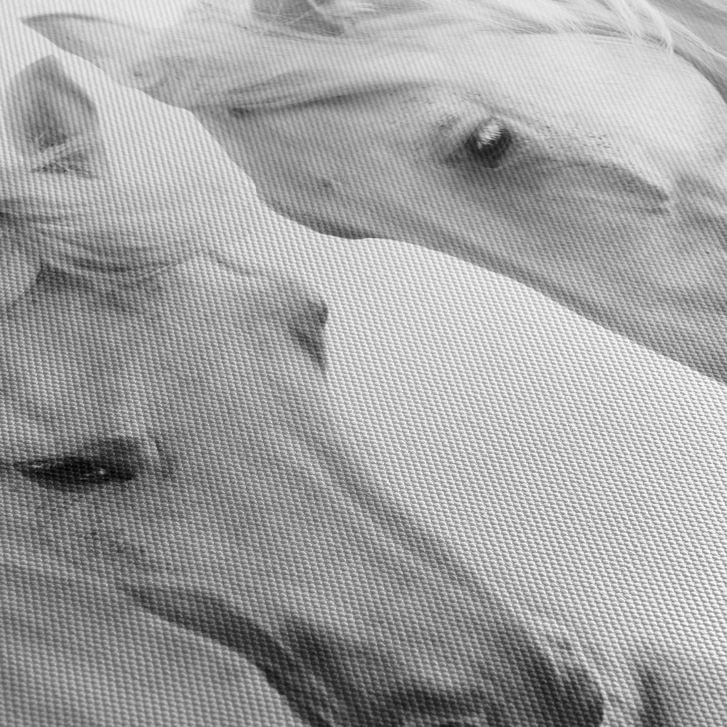 Obraz białych koni (170x50 cm)