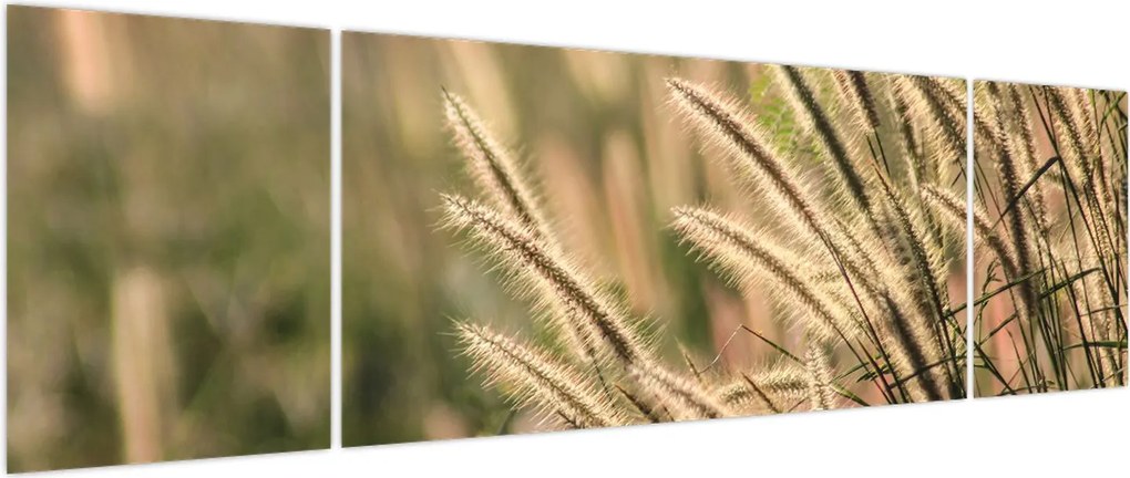 Obraz - Ziarno (170x50 cm)
