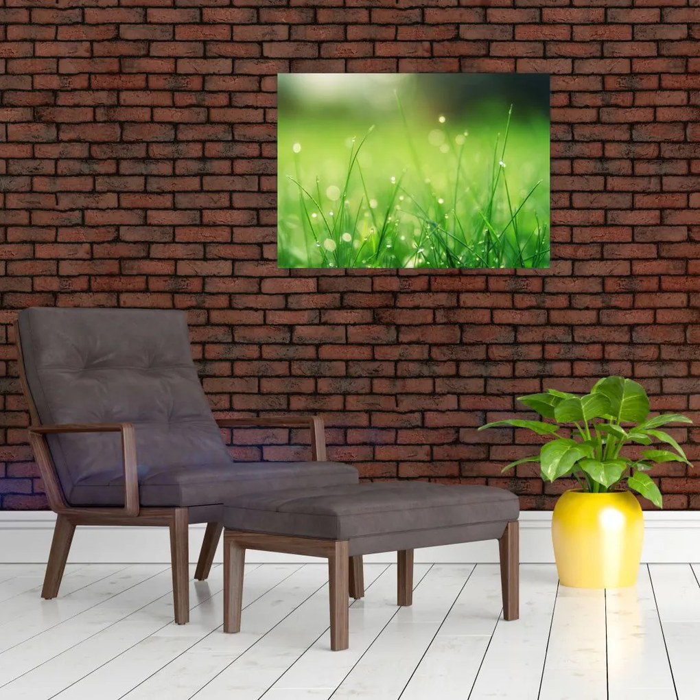 Obraz - rosa na trawie (70x50 cm)