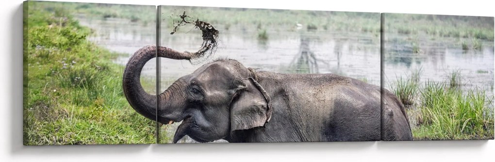 Obraz - Kąpiący się słoń (170x50 cm)