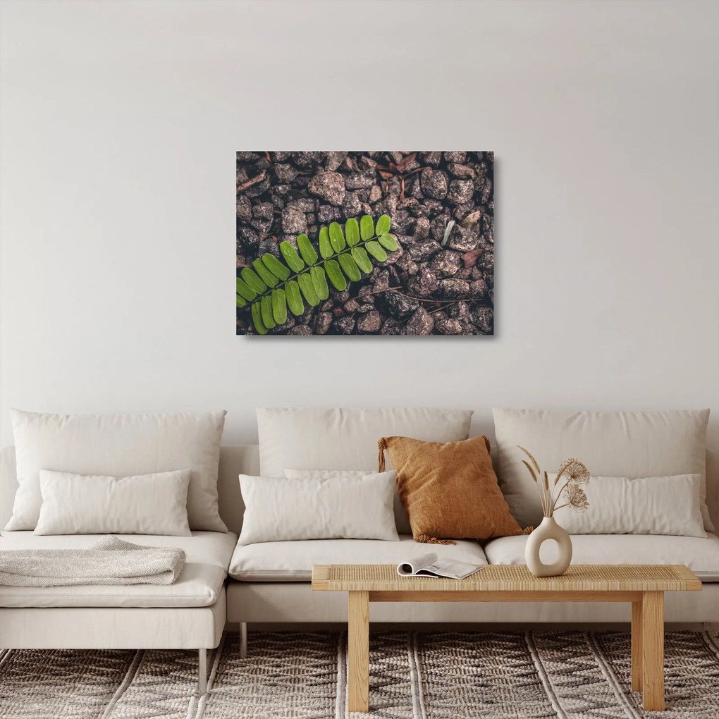 Obraz na szkle - zielona roślina (70x50 cm)
