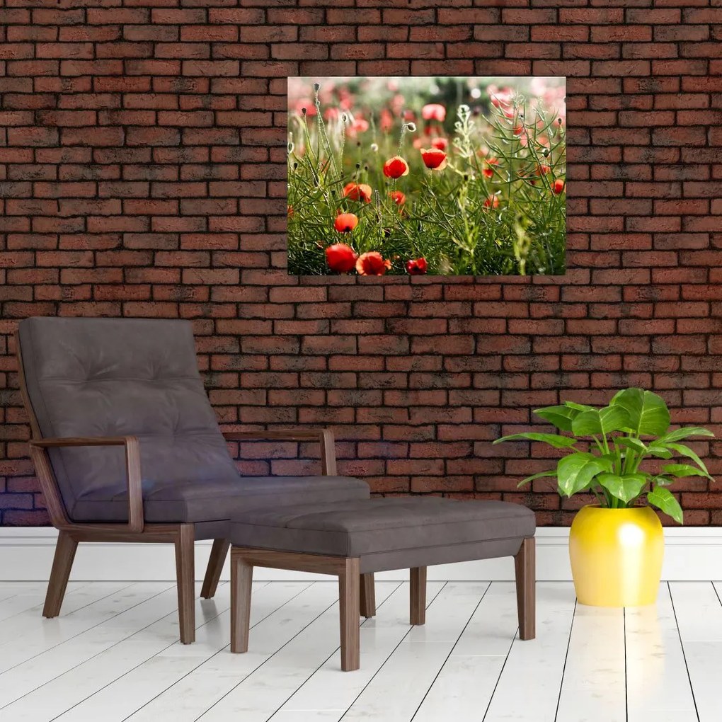 Obraz na szkle maków (70x50 cm)