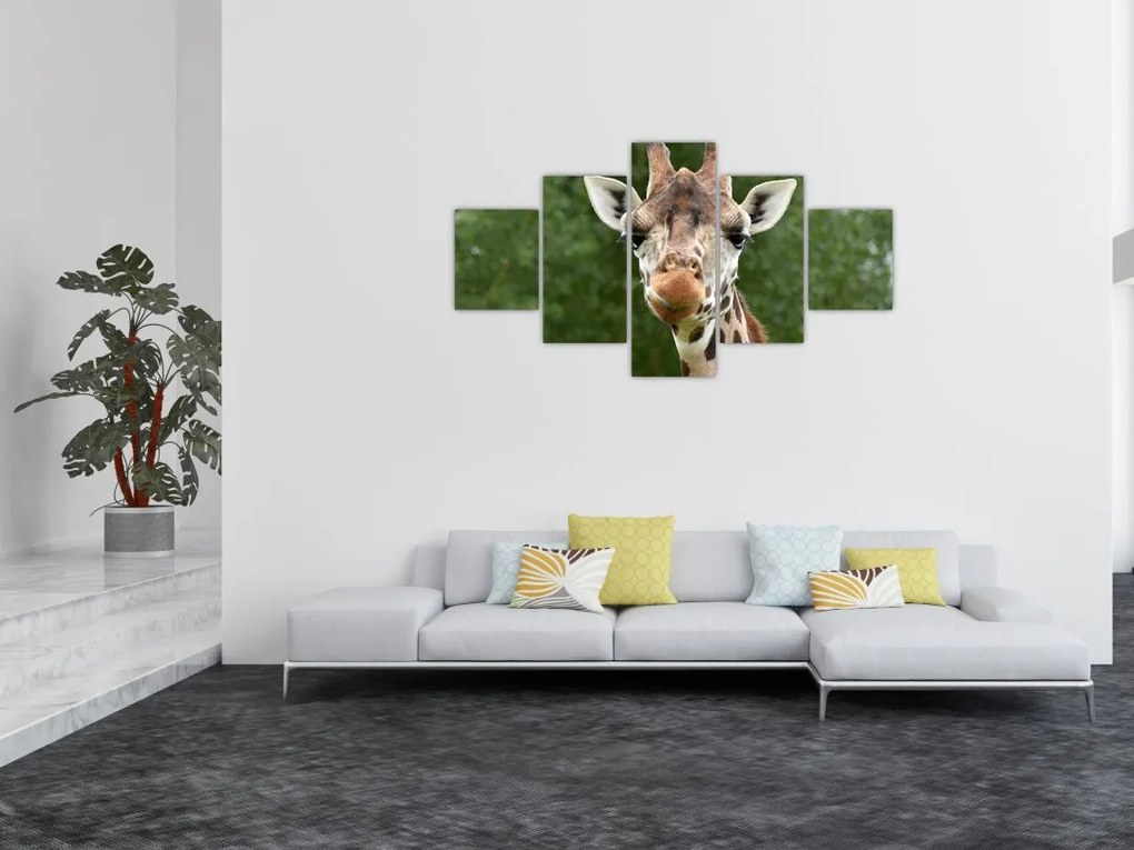 Obraz żyrafy (125x70 cm)