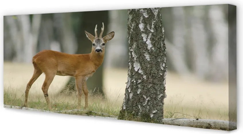 Zdjęcie na płótnie Jeleń w Leśnej Gęstwinie