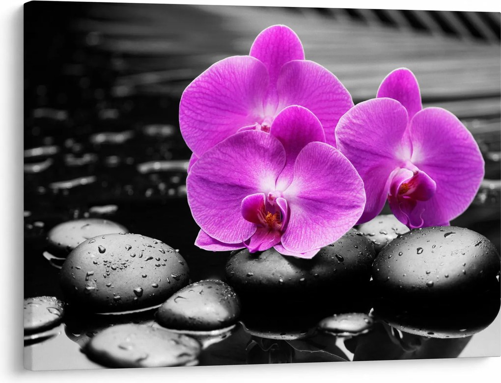 Obraz - Fioletowe orchidee (70x50 cm)