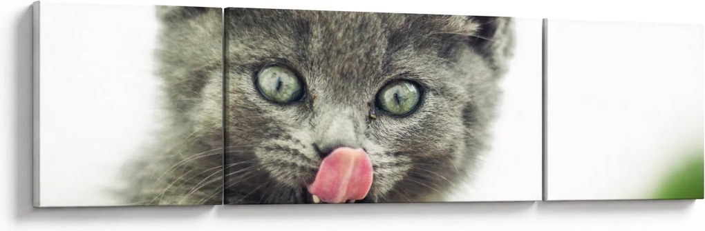Obraz oblizującego się kotka (170x50 cm)