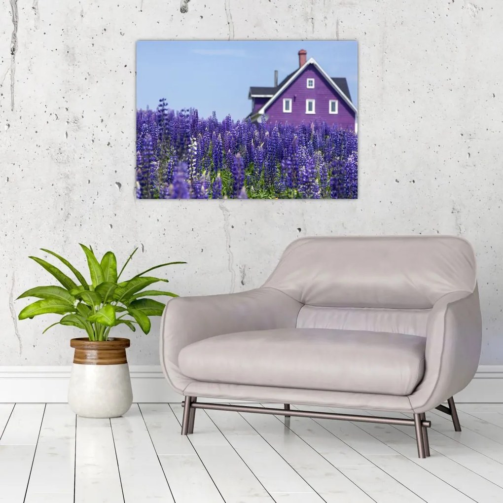 Obraz na szkle - lawendowe pole (70x50 cm)