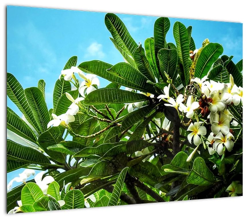 Obraz na szkle - Plumeria (70x50 cm)