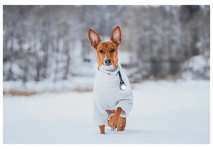 Lampka LED na obrożę White – Orbiloc