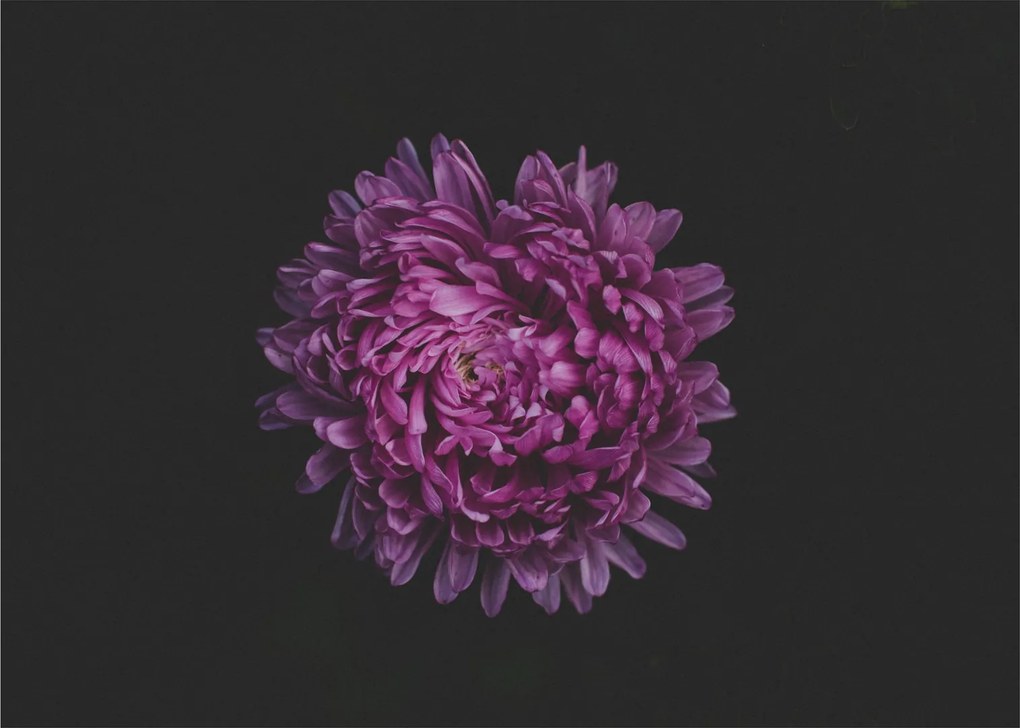 Obraz na szkle - fioletowy kwiat (70x50 cm)
