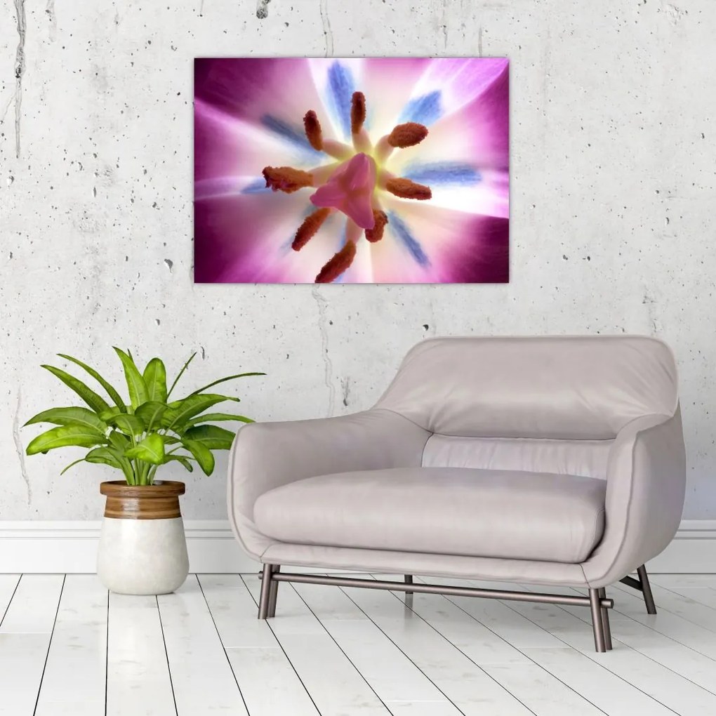 Obraz na szkle - Kwiat tulipana w szczegółach (70x50 cm)