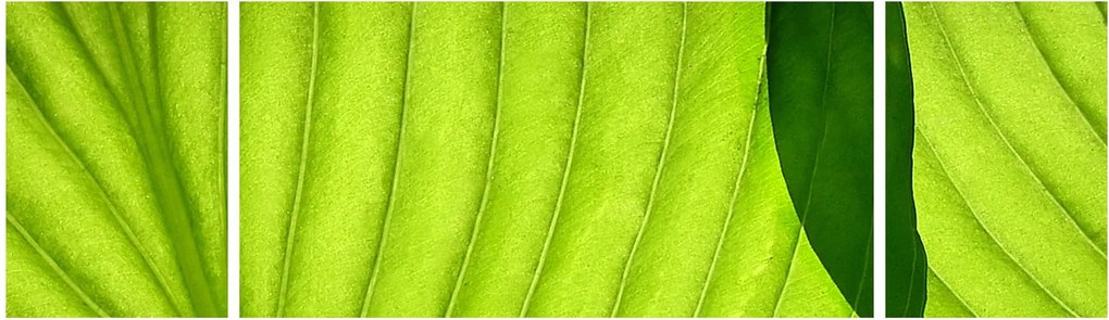 Obraz - Szczegół zielonego liścia (170x50 cm)