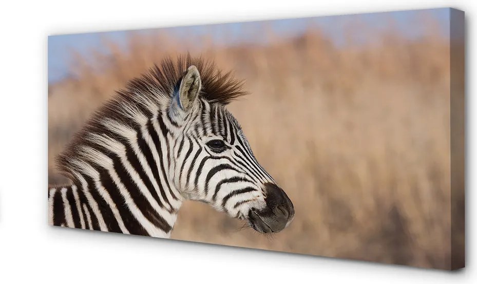 Fotoobraz na płótnie Zebra na Tle Natury