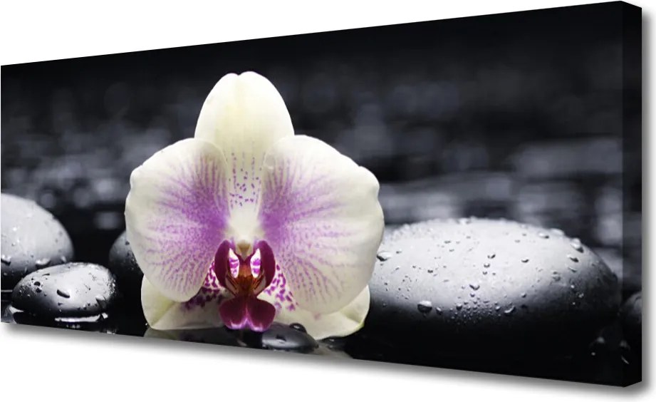 Zdjęcie na płótnie Biała Orchidea na Płótnie