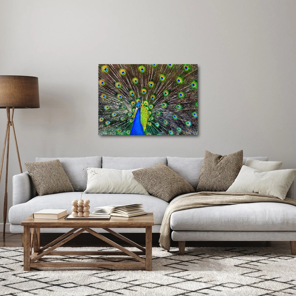 Obraz - Paw (70x50 cm)