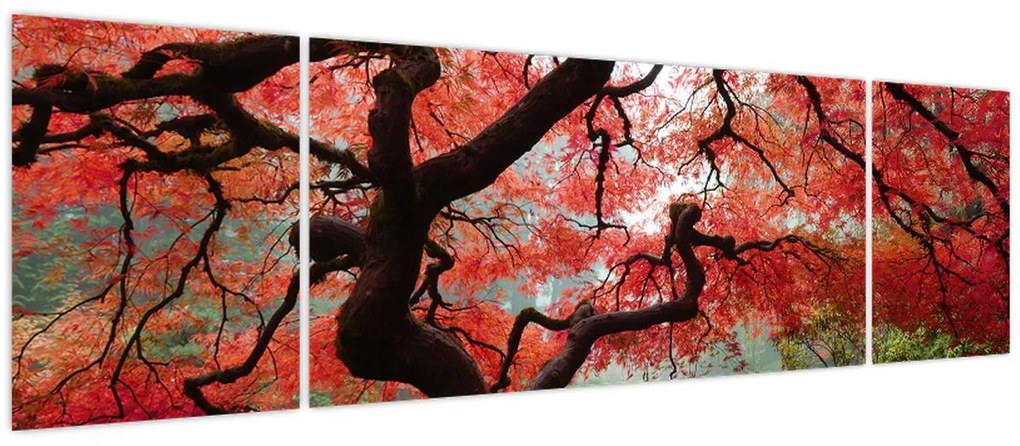 Obraz czerwonego klonu japońskiego, Portland, Oregon (170x50 cm)