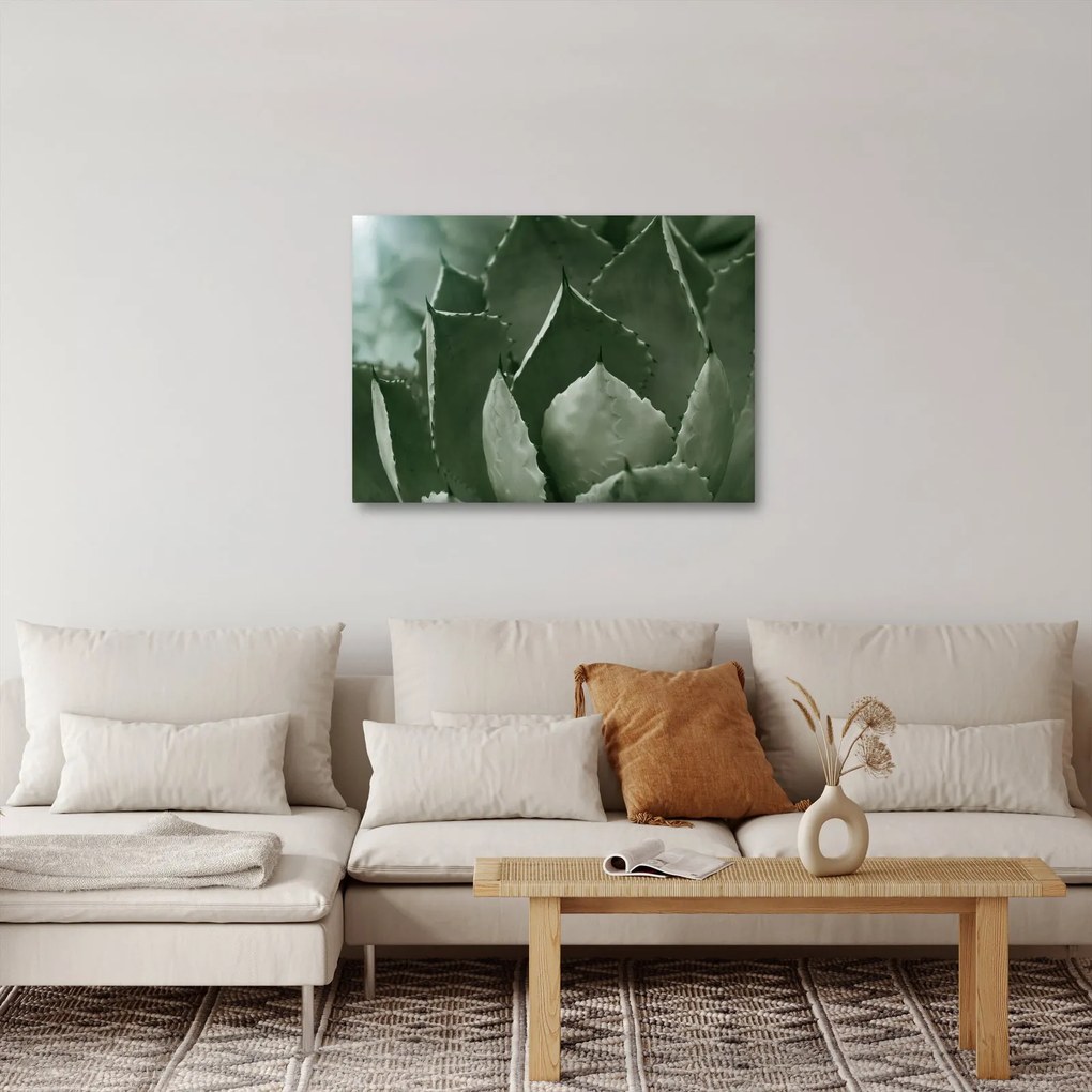 Obraz - Zielona agawa (70x50 cm)