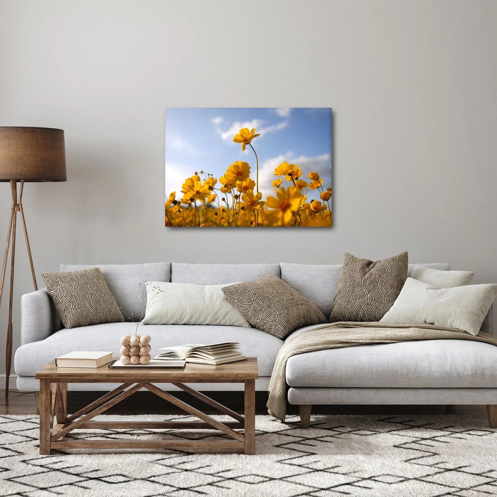 Obraz pola z jasnożółtymi kwiatami (70x50 cm)