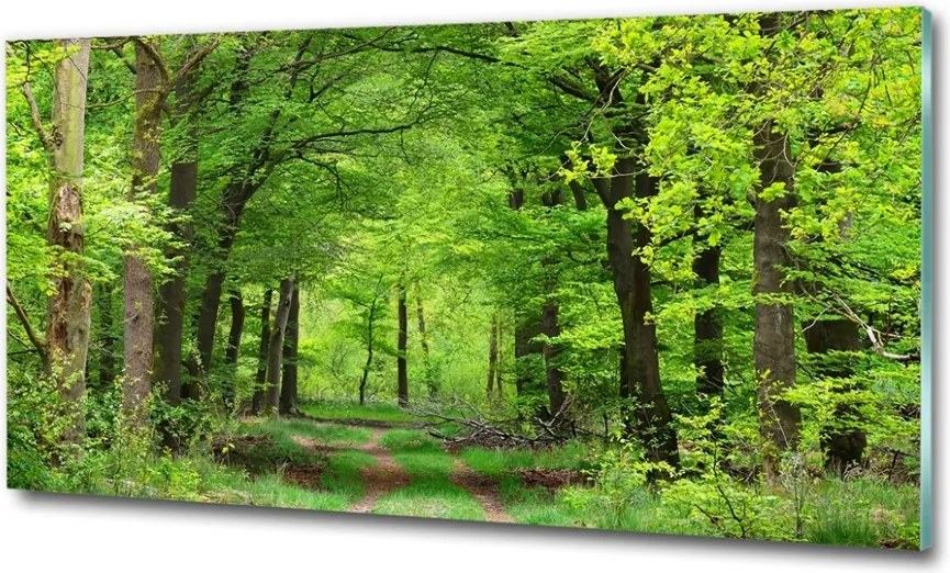 Foto obraz szkło hartowane Wiosenny las