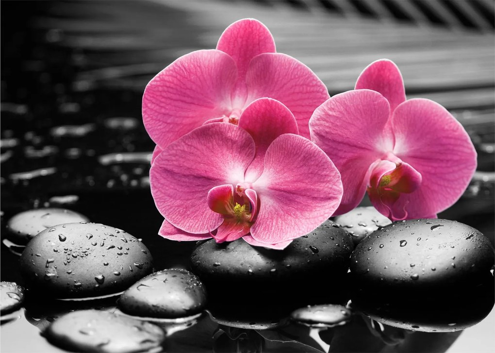 Obraz - Różowe orchidee (70x50 cm)