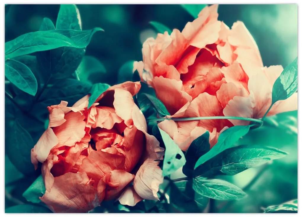 Obraz na szkle wiosennych kwiatów (70x50 cm)