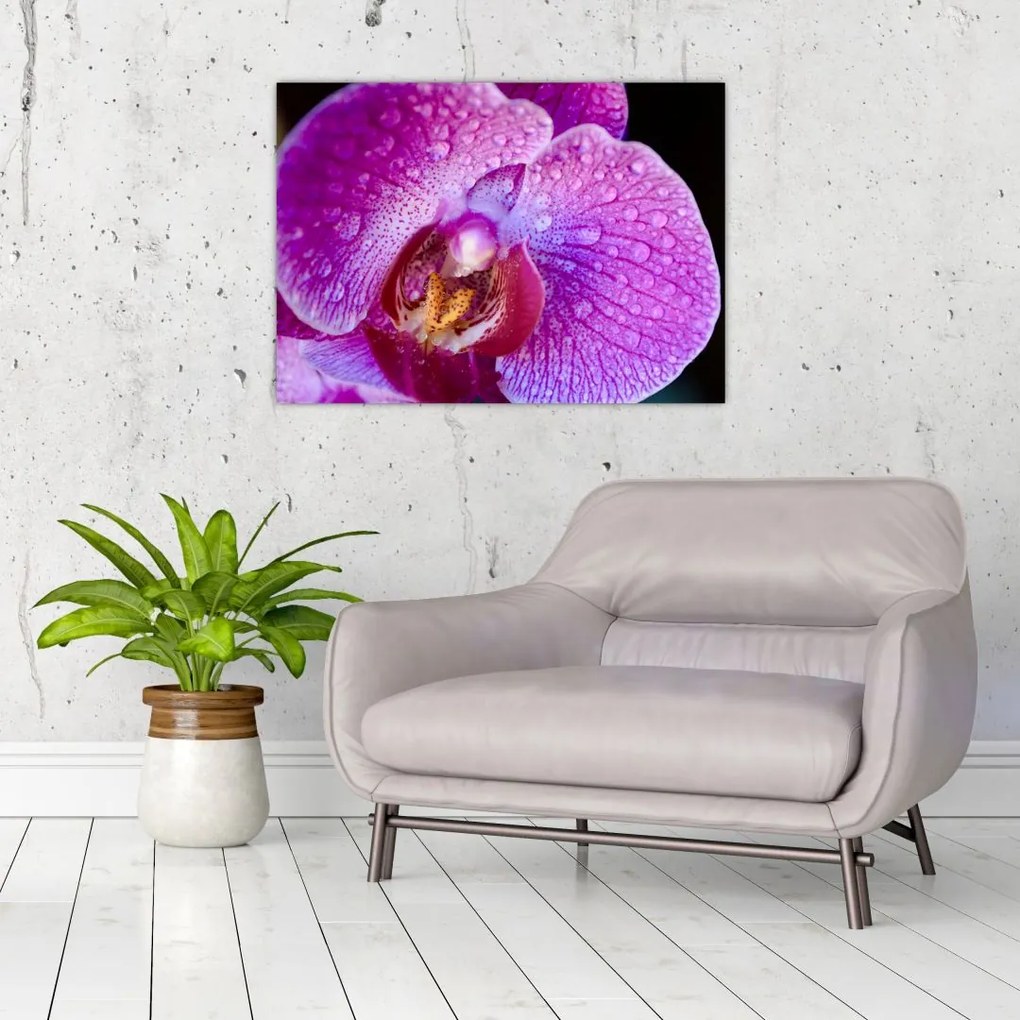 Obraz na szkle - zbliżenie kwiatu orchidei (70x50 cm)