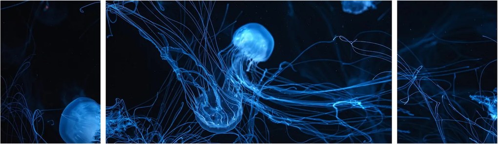 Obraz - Meduza (170x50 cm)