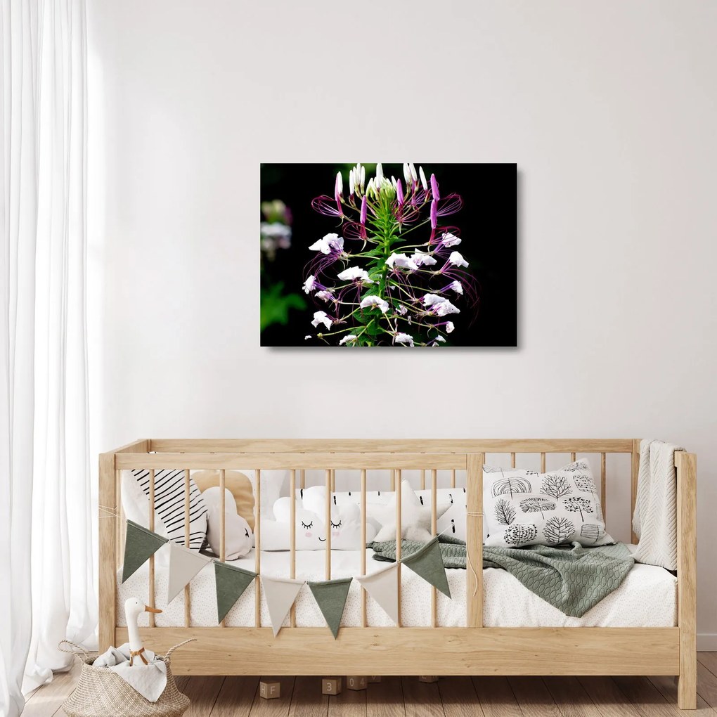 Obraz na szkle kwiatu (70x50 cm)