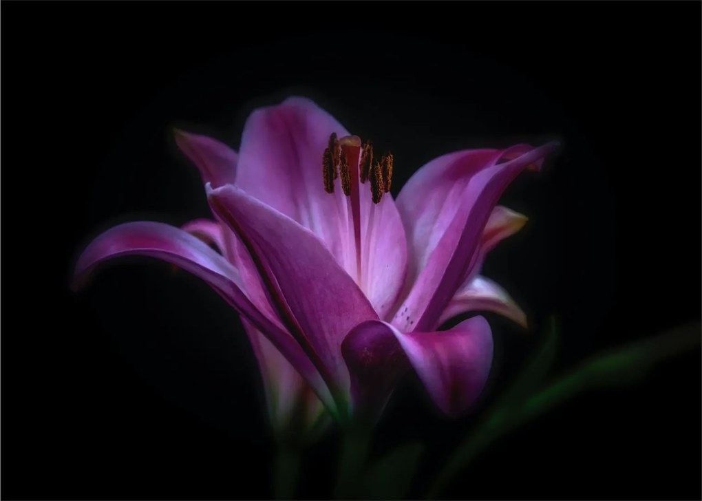 Obraz lilii (70x50 cm)