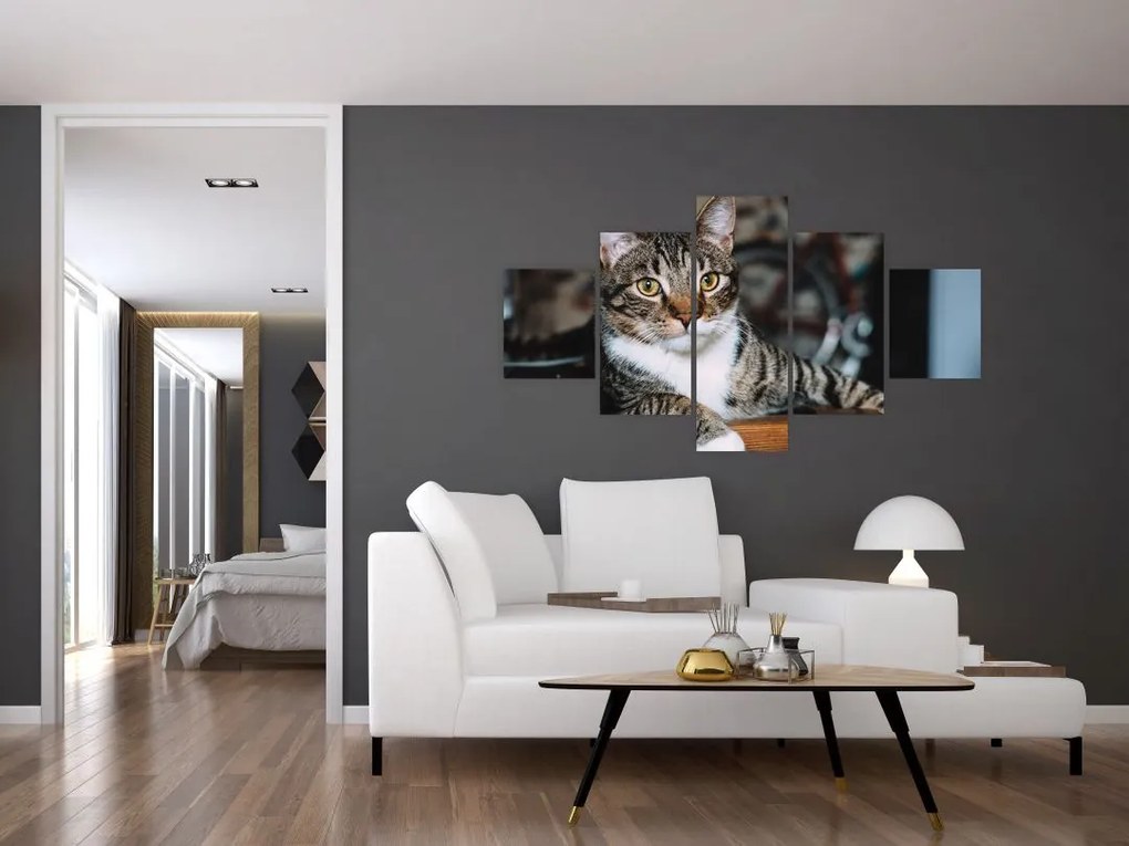 Obraz kota (125x70 cm)