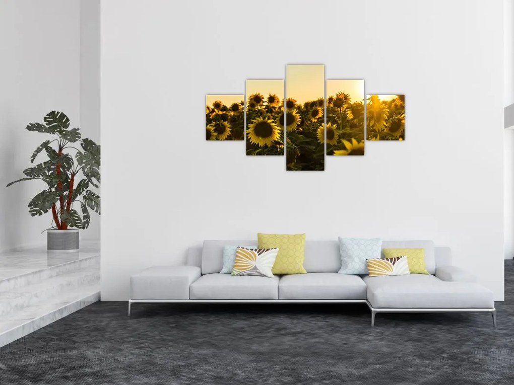 Obraz pola słoneczników (125x70 cm)