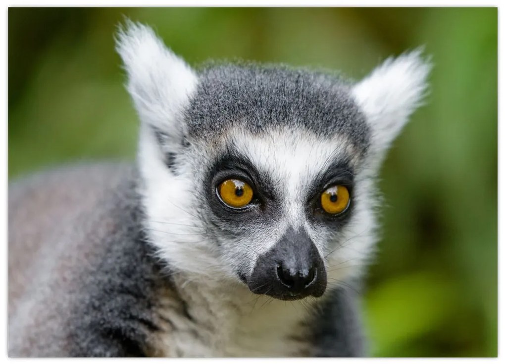 Obraz na szkle lemura (70x50 cm)