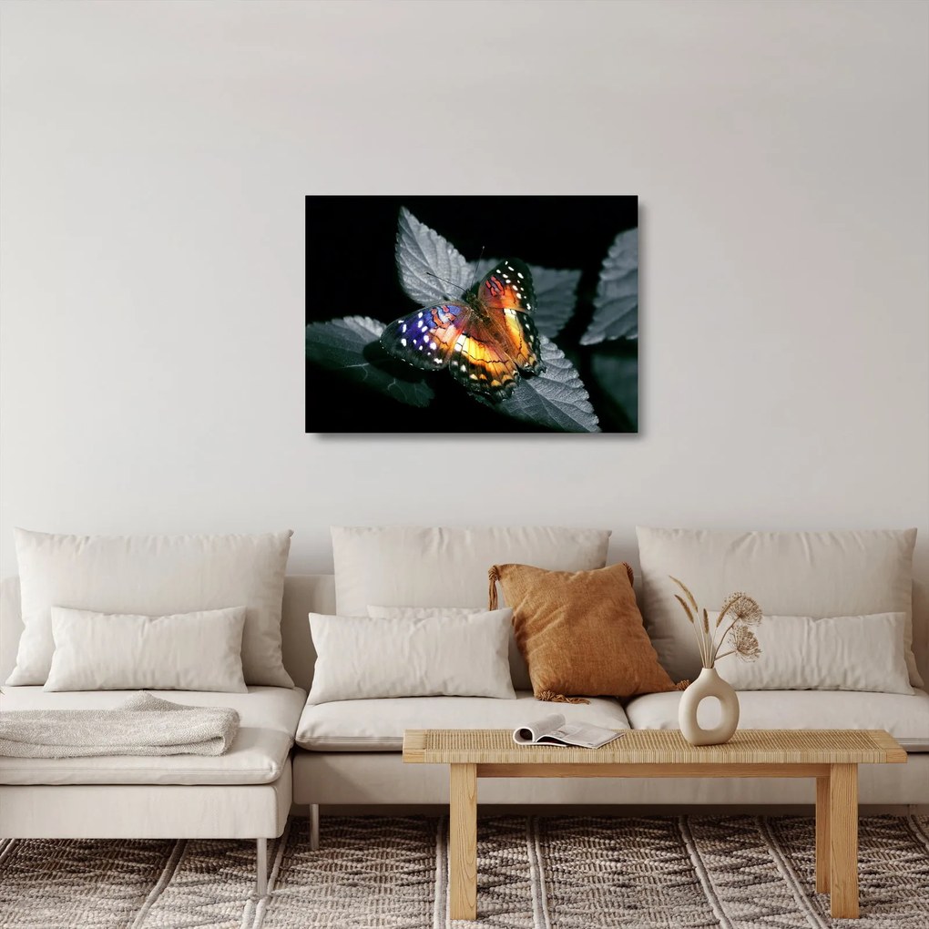 Obraz na szkle motyla (70x50 cm)
