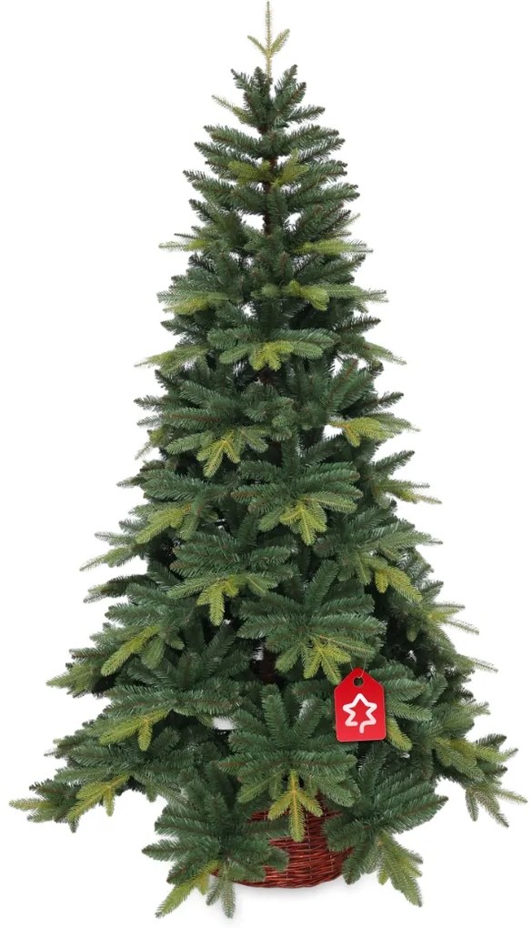 Jodła Kangri 210 cm