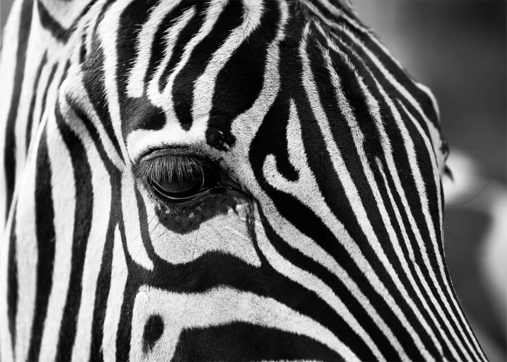 Obraz na szkle - zebra (70x50 cm)